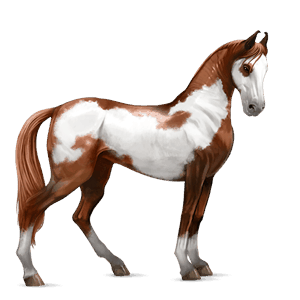 koń wierzchowy mustang kasztanowata