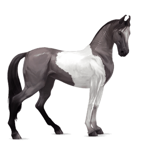 koń wierzchowy appaloosa kasztanowata derka z plamkami