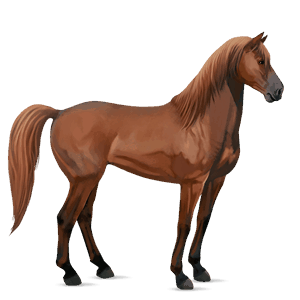 koń wierzchowy mustang gniada