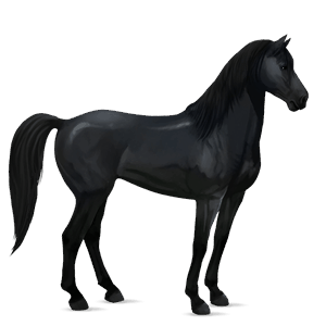 koń wierzchowy quarter horse ciemnogniada