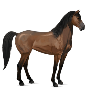 koń wierzchowy quarter horse jasnokasztanowata