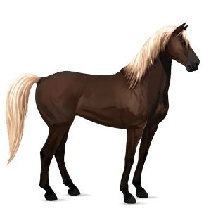 koń wierzchowy quarter horse kasztanowata