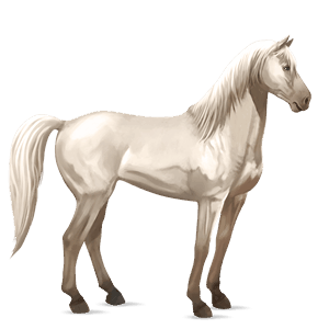 koń wierzchowy mustang gniada