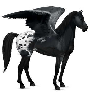 pegaz wierzchowy appaloosa kasztanowata leopard