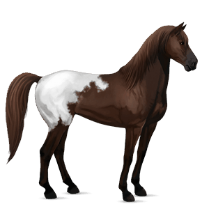 koń wierzchowy mustang ciemnokasztanowata derka