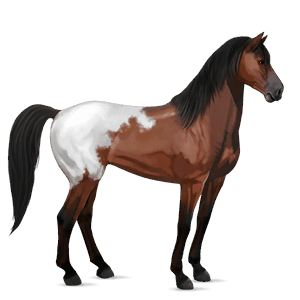 koń wierzchowy mustang gniada derka