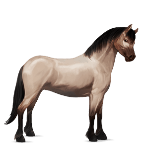 kuc koń fiordzki brunblakk