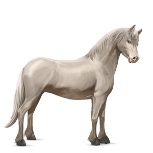 kuc haflinger brudnokasztanowata