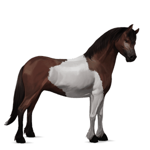 kuc kerry bog skarogniada tobiano
