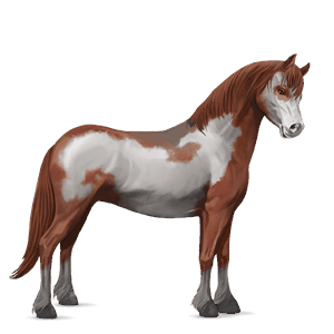 kuc kerry bog izabelowata tobiano