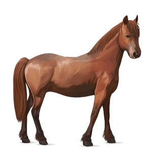 kuc haflinger jasnokasztanowata