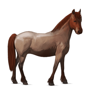 kuc haflinger jasnokasztanowata