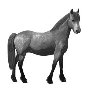 kuc koń fiordzki rodblakk