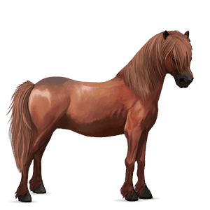 kuc haflinger jasnokasztanowata