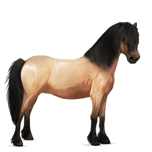 kuc koń fiordzki brunblakk