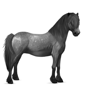 kuc haflinger jasnokasztanowata