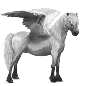 pegaz kuc haflinger izabelowata