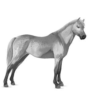 koń wierzchowy appaloosa kara leopard