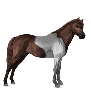 kuc haflinger jasnokasztanowata