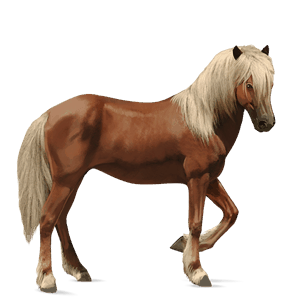 koń wierzchowy koń holsztyński jasnokasztanowata