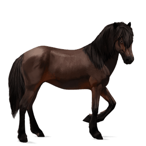 koń wierzchowy mustang siwa jabłkowita