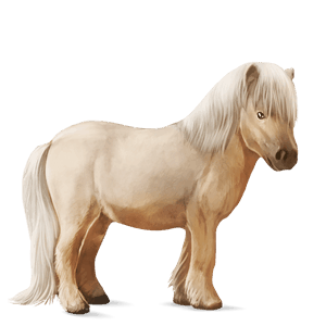 kuc haflinger jasnokasztanowata