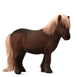 koń wierzchowy quarter horse gniada