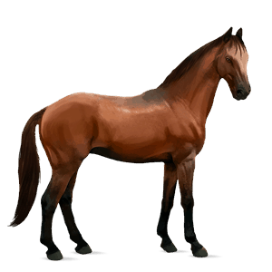 koń wierzchowy koń holsztyński gniada