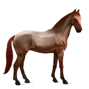 koń wierzchowy mustang ciemnokasztanowata
