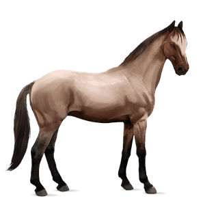 koń wierzchowy quarter horse jasnokasztanowata