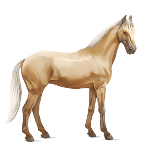 koń wierzchowy tennessee walker ciemnogniada