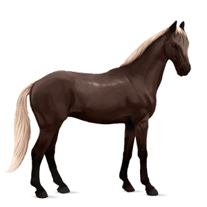 koń wierzchowy mustang kara derka z plamkami