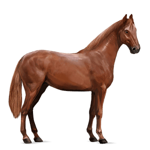 koń wierzchowy quarter horse kasztanowata