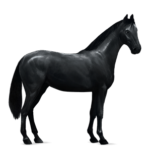 koń wierzchowy mustang kara