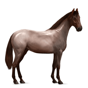 koń wierzchowy quarter horse ciemnogniada