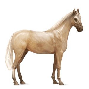 koń wierzchowy mustang izabelowata