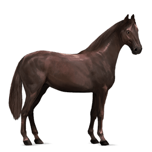 koń wierzchowy koń andaluzyjski ciemnokasztanowata