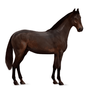 koń wierzchowy koń holsztyński skarogniada