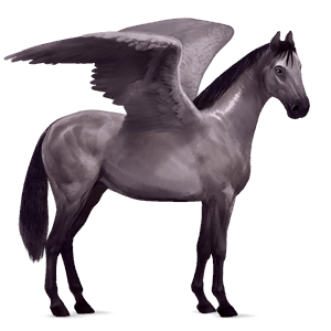pegaz wierzchowy appaloosa ciemnogniada płatki śniegu