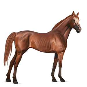koń wierzchowy koń holsztyński ciemnogniada
