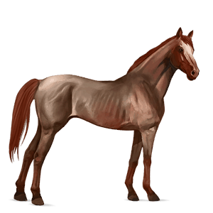 koń wierzchowy koń pełnej krwi angielskiej kasztanowatodereszowata