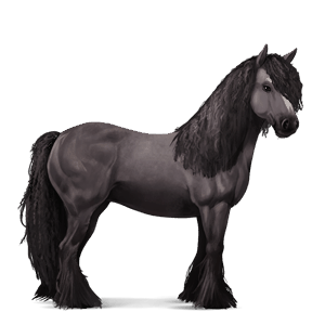 koń wierzchowy quarter horse siwa jabłkowita