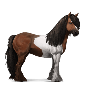koń wierzchowy tennessee walker ciemnogniada