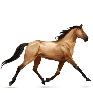 koń wierzchowy koń berberyjski skarogniada