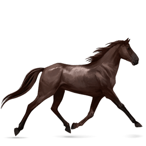 koń wierzchowy koń holsztyński ciemnokasztanowata