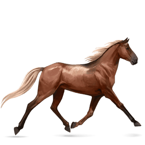 koń wierzchowy quarter horse dereszowata