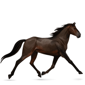 koń wierzchowy koń trakeński skarogniada