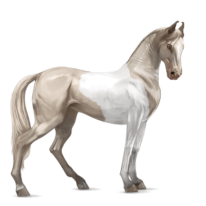 koń wierzchowy tennessee walker kasztanowata