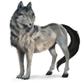 koń z dzikiej kolekcji wilk