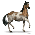 koń z dzikiej kolekcji chincoteague